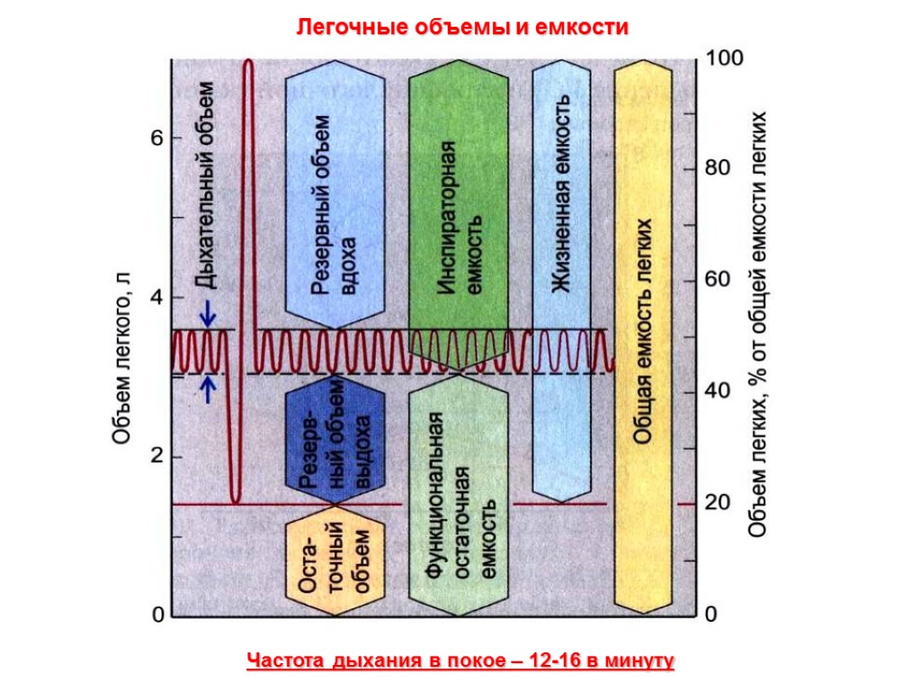 Легочные объемы и емкости Частота дыхания в покое – 12-16 в минуту